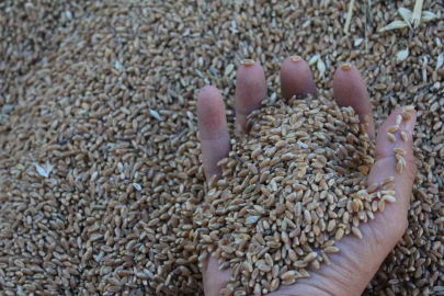 Küresel Hububat Üretiminde Tüm Zamanların Rekoru