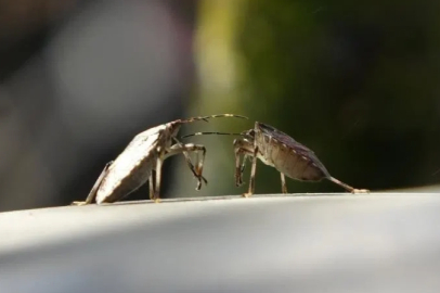 Kahverengi Kokarcaya Karşı Zehirli Mantar