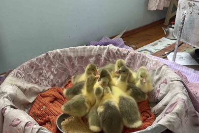 Kars'ta Kaz Sezonu: Gecikmeli Kuluçka ve Saf Irk Tehlikesi