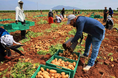 Patates Hasadı Başladı: Rekolte Düştü
