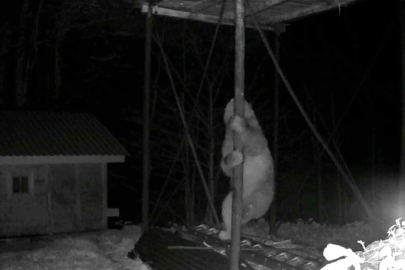 Rize'de Aç Kalan Ayı Kovanlar İçin Demire Tırmandı