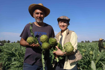 Akademisyen Çiftçinin Enginar Hasadı Başladı
