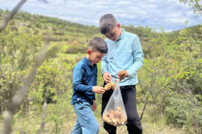 Manisa Demirci'de Kilosu 2 Bin Liraya Kuzu Göbeği Bereketi