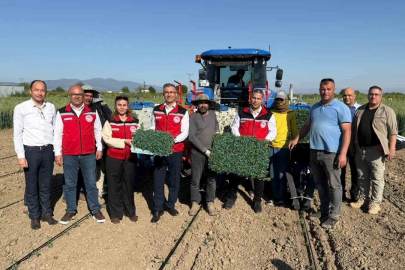 Manisa'da 131 Bin Dekar Alanda Domates Mesaisi Başladı
