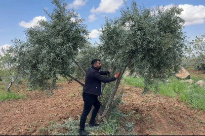 Şanlıurfa'da Zeytin Üreticilerine Uygulamalı Eğitim