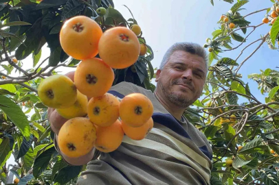 Mersin'de 'Sarı Altın' Yenidünya Hasadı Başladı