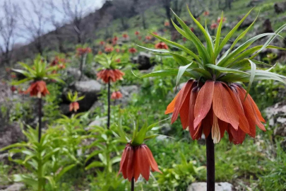 Bingöl'de Ters Lale Şöleni: Koparmanın Cezası 700 Bin TL