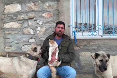 Sivas'ta Kedi ve Kangalların Şaşırtan Dostluğu