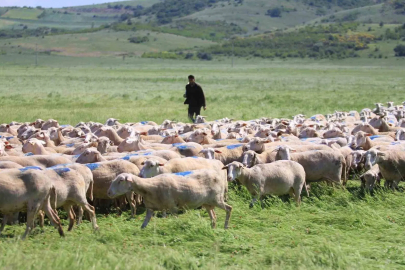 Küçükbaşa Destek Projesi'nde Başvurular Bugün Bitiyor