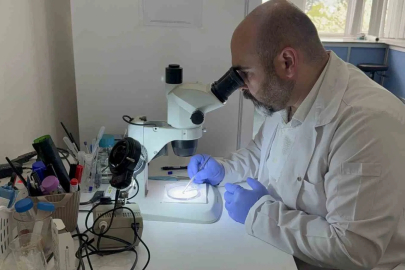 İklim Düzensizliği Kene Sezonunu Uzatıyor