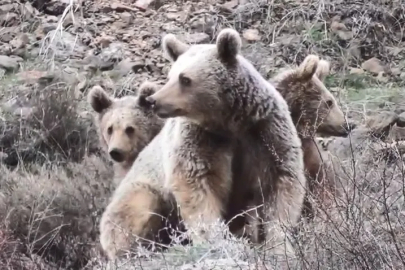 Tunceli'de Boz Ayı Ailesi Kameraya Yansıdı