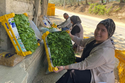 Tarım | Alaşehir'de Asma Yaprağı Üzümden Değerli