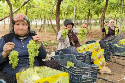 Silifke'de İlk Üzüm Hasadı Başladı