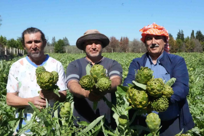 Tarım | Urla'da Sakız Enginarı Hasadı Başladı