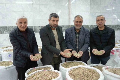 Savaşın Faturası Fıstığa Kesildi: Depolar Doldu, İhracat Durdu