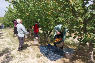 Mut Kayısısında Hasat Başladı: Hedef 300 Bin Ton Rekolte