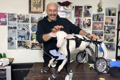 Kocaeli'de İyilik Atölyesi: Bine Yakın Hayvana Yürüteç Yaptı!