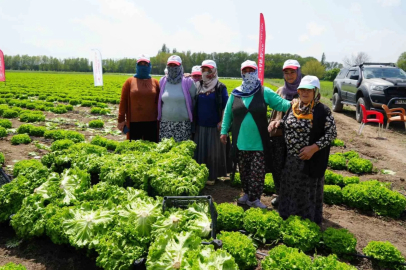 Doğu'nun Çukurova'sı Iğdır'da Marul Hasadı Başladı