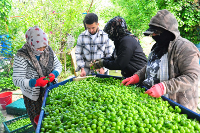 Manisa'da Dumanlı Papaz Eriği Hasadı Başladı