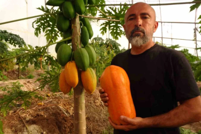 Alanya'da Papaya Hasadı Başladı: Kilosu 80-90 Lira Arasında