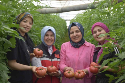 Antalya'da Genç Kadın Çiftçiden Sezonun İlk Domates Hasadı!