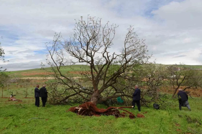'Süper Hücre' Gaziantep'i Vurdu: Asırlık Fıstık Ağaçları Kökünden Söküldü