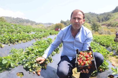 Çilek Hasadı Başladı: Kilosu 90 TL'den Satılıyor