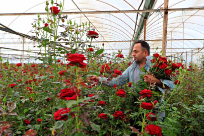 Antalya'da Gül Üreticisinin Fiyat İsyanı: Serada 10 TL, Vitrinde 200 TL