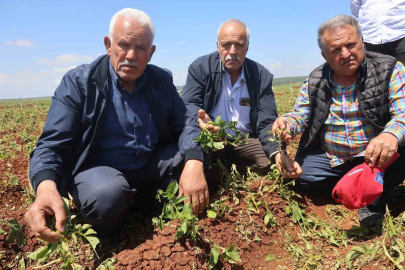 Amik Ovası’nda Dolu Afeti: 6 Bin Dönüm Arazi Beyaza Büründü