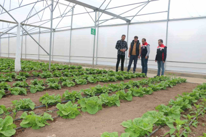 23 dekarlık serada yılda 3 ürün hasadı