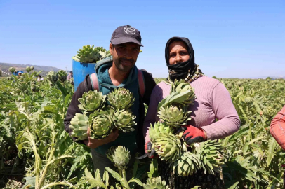 Aydın'da Enginar Hasadı: Tarlada Zorlu Mesai