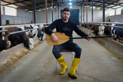 Kurbanlıklara Saz Dinleterek Yağ Oranını Düşürüyor