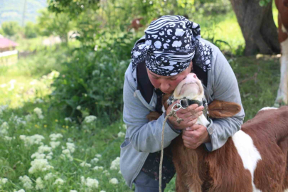 Erzincan'da yabancı gelin hayvancılığa renk kattı