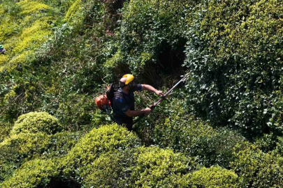 Karadeniz Çay Sezonuna Hazır: Gözler Taban Fiyatında