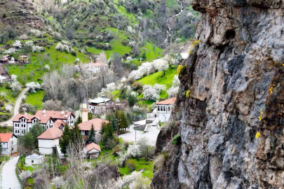 Gümüşhane'de Kayalardan Fışkıran Dolama Çiçekleri Büyülüyor