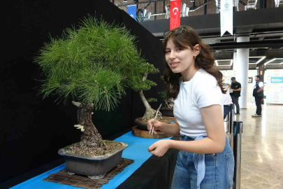 Doğanın Milyonluk Minyatürleri: Bonsai Şaheserleri Görücüye Çıktı