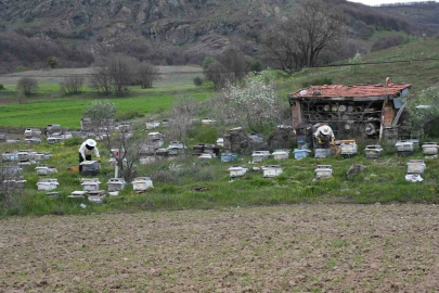 Yozgatlı Arıcılar Yağışlardan Umutlu: Hedef Kovan Başına 15 Kilo