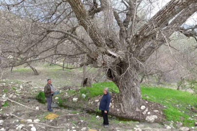 Asırlık Bereket: 270 Yıllık Ceviz Ağacı Yıllara Meydan Okuyor
