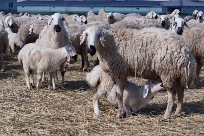 Sivas'ta Anneler Günü: Binlerce Kuzu Kokusundan Annesini Buldu