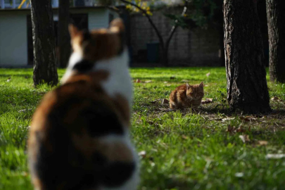 Osmanlı'nın Merhamet Mirası: Tarihi Camilerde Kedi Sesleri