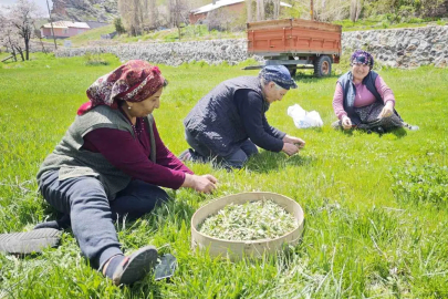 Sivas'ın Yöresel Lezzeti Madımak Tezgaha İndi: Kilosu 200 Lira