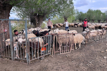 Erzincan'da Çoban Krizine Asgari Ücretli Afganistan Çözümü