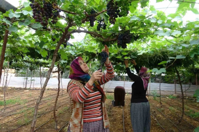 Mersin'de Turfanda Üzüm Mesaisi: 'Siyah İnci' 250 Liradan Pazara İndi