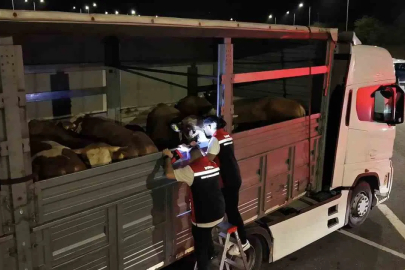 İstanbul'da Kurbanlık Hayvan Girişlerine Sıkı Denetim Başladı