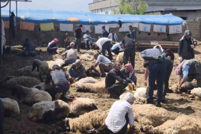 Şırnak'ta asırlık dayanışma: Yüzlerce koyun festival havasında kırkıldı