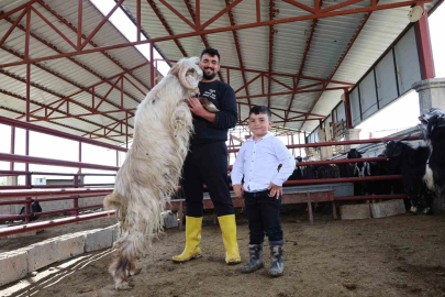 Elazığ'da Rekortmen Kurbanlık: 140 Kiloluk Dev Keçi Sahibini Geçti