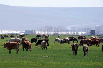 Kurban Pazarında Dijital Tuzak: Sahte İlanlarla Çifte Mağduriyet