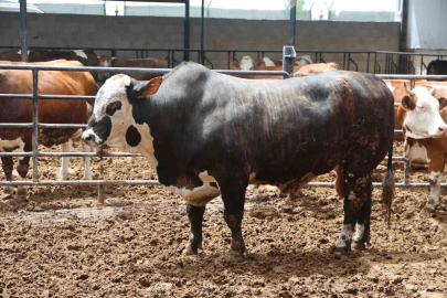 1 Tonluk Brangus Cinsi Dev Boğa 500 Bin Liraya Alıcısını Buldu