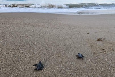 32 Yıllık Doğa Mucizesi: 1,5 Milyon Caretta Caretta Denize Ulaştı!