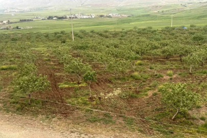 Komşuyu Sel Vurdu, Gözler Siirt Fıstığına Çevrildi: 'Var Yılı' Bereketi!